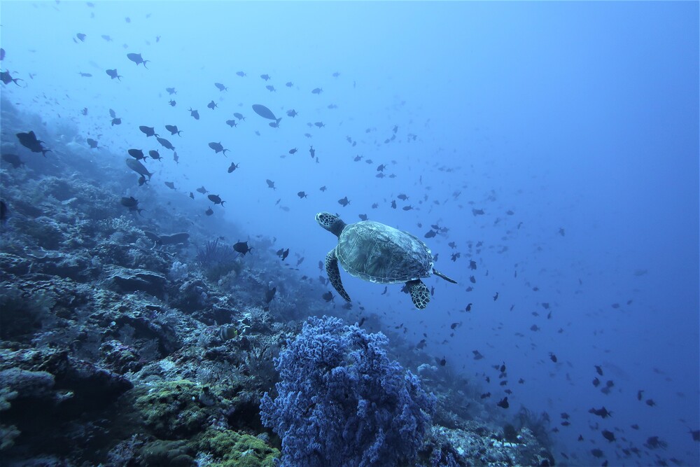 A coral
reef.